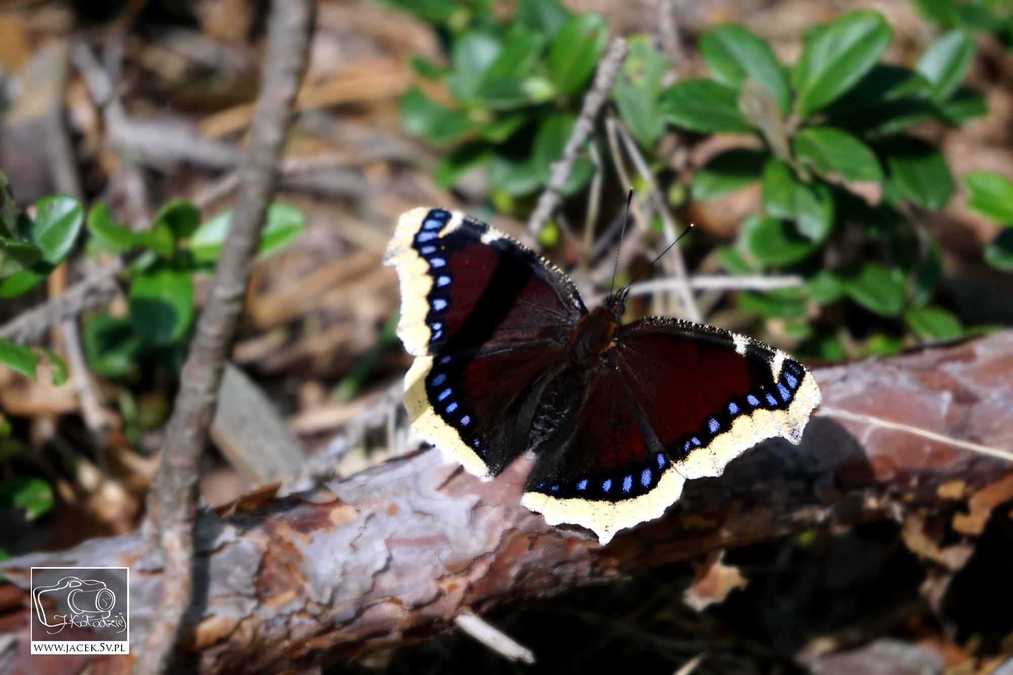 JK Fotografia - motyl