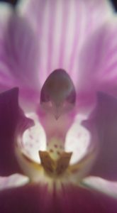 Niebiański ptak w paszczy orchidei